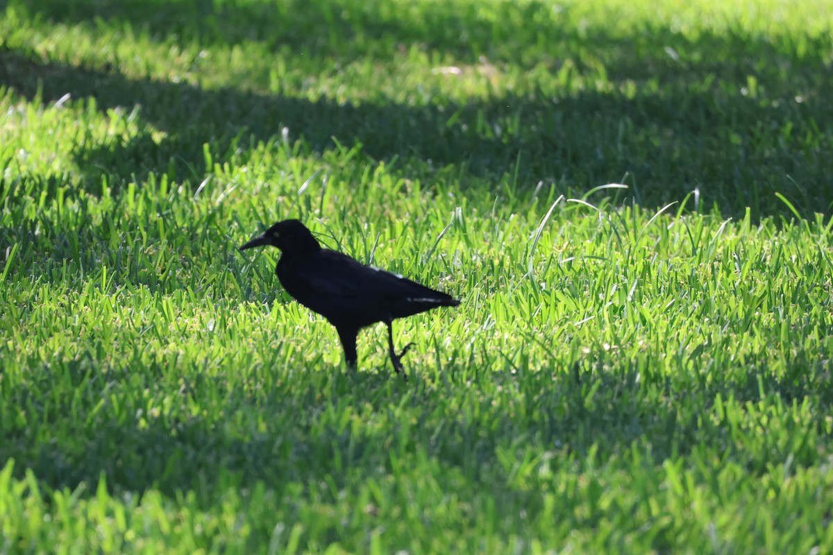 Great-tailed Grackle - ML642462986