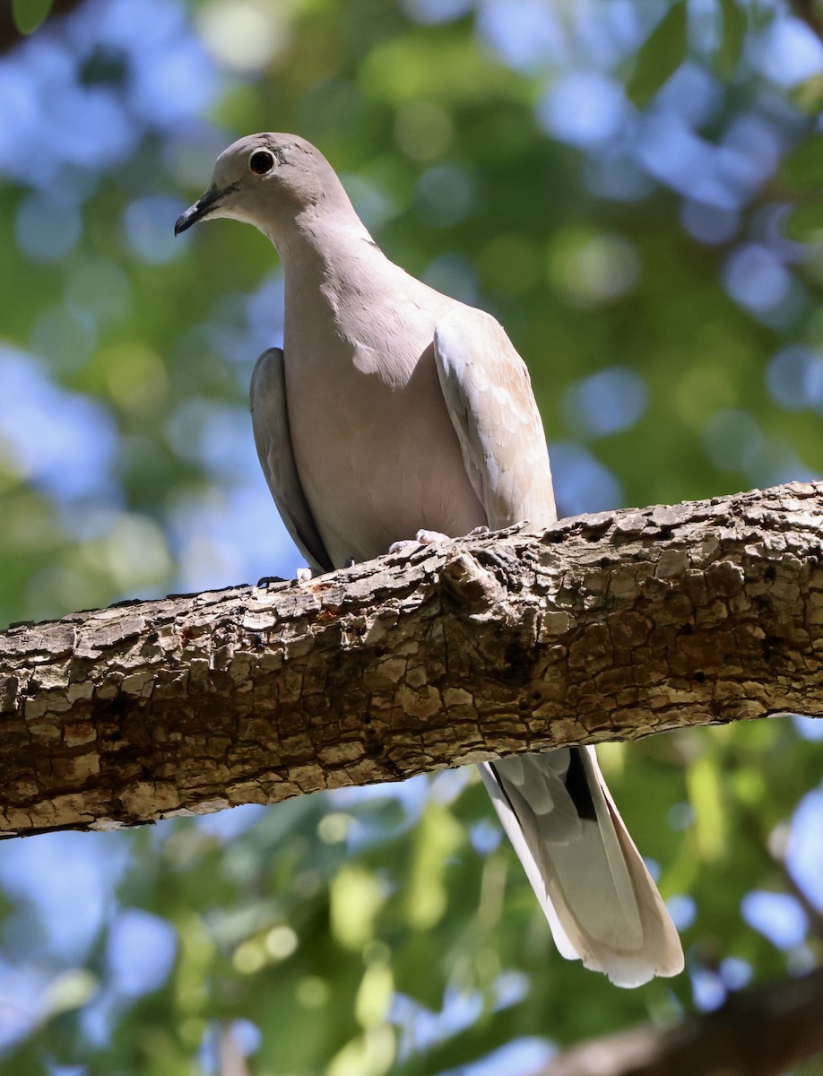 Eurasian Collared-Dove - ML642462987