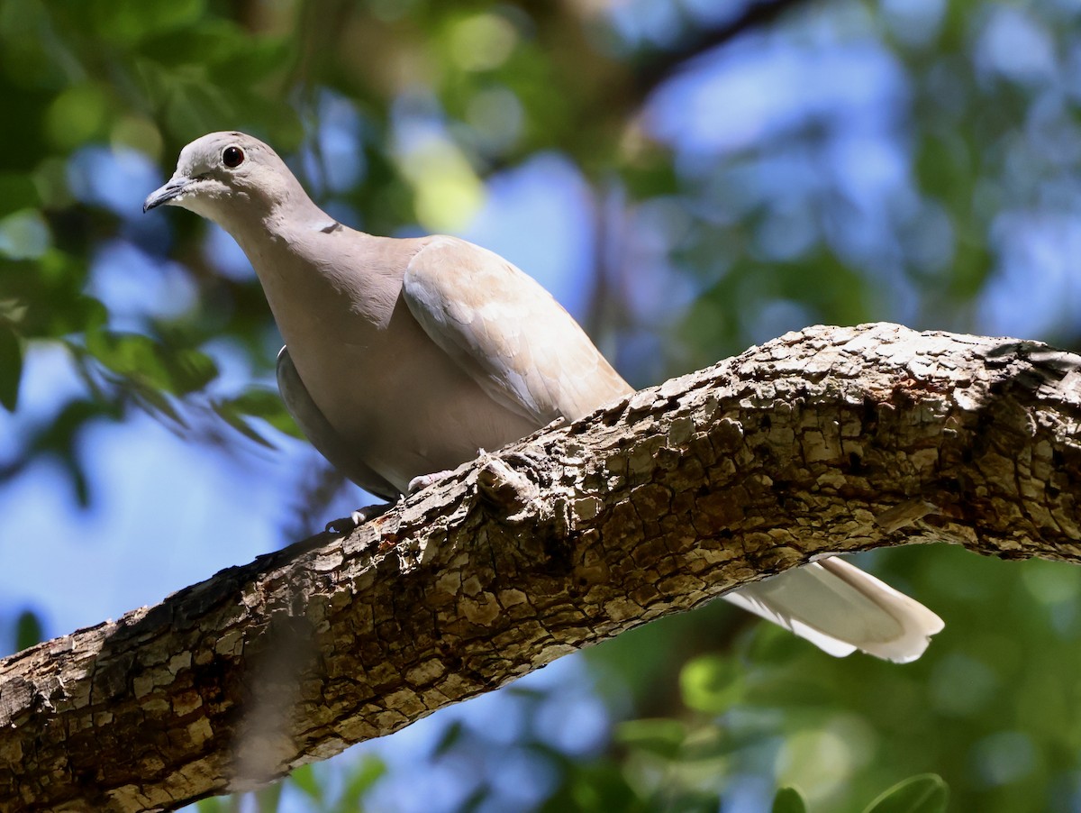 Eurasian Collared-Dove - ML642462988