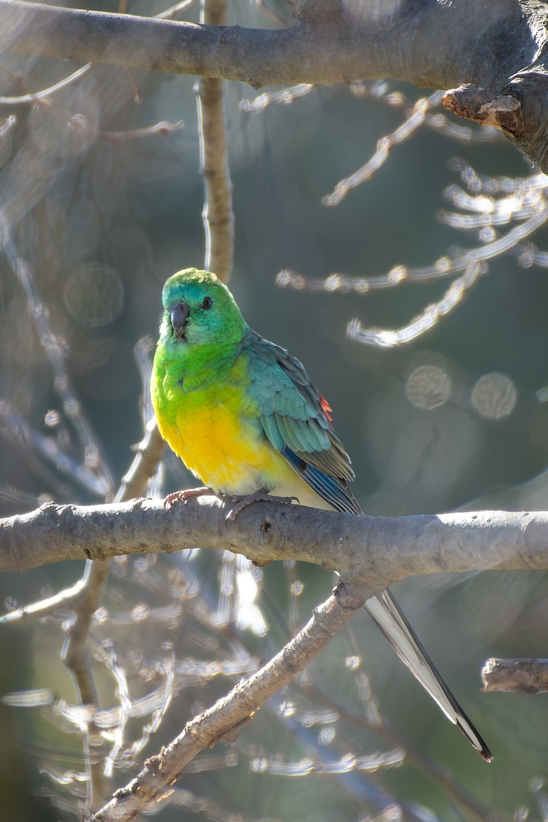 Red-rumped Parrot - ML642462989