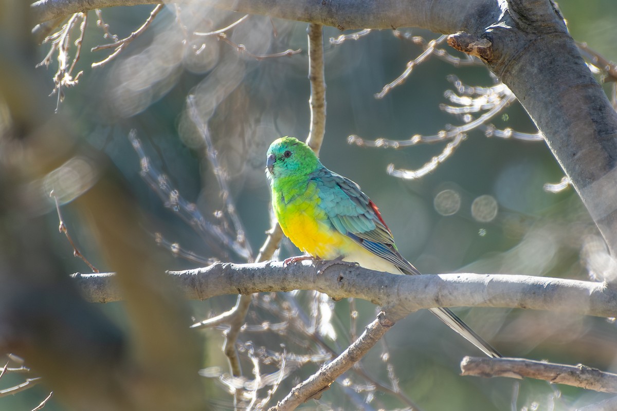 Red-rumped Parrot - ML642462990