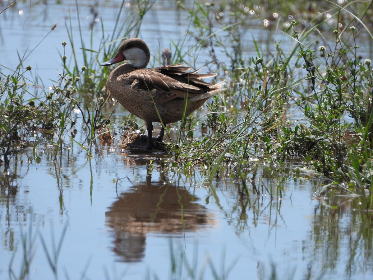 White-cheeked Pintail - ML642462992