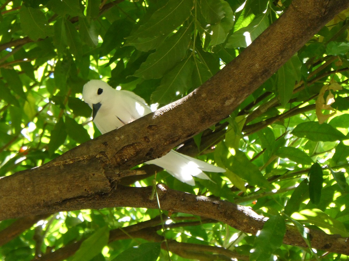 White Tern - ML642462993