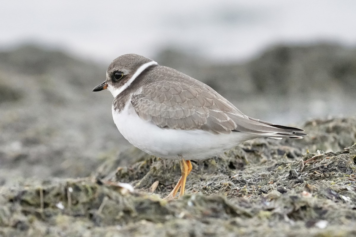 Semipalmated Plover - ML642462995