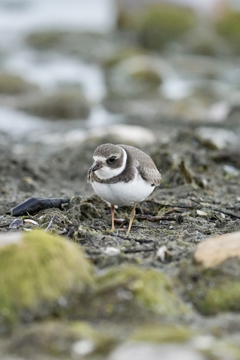Semipalmated Plover - ML642462996