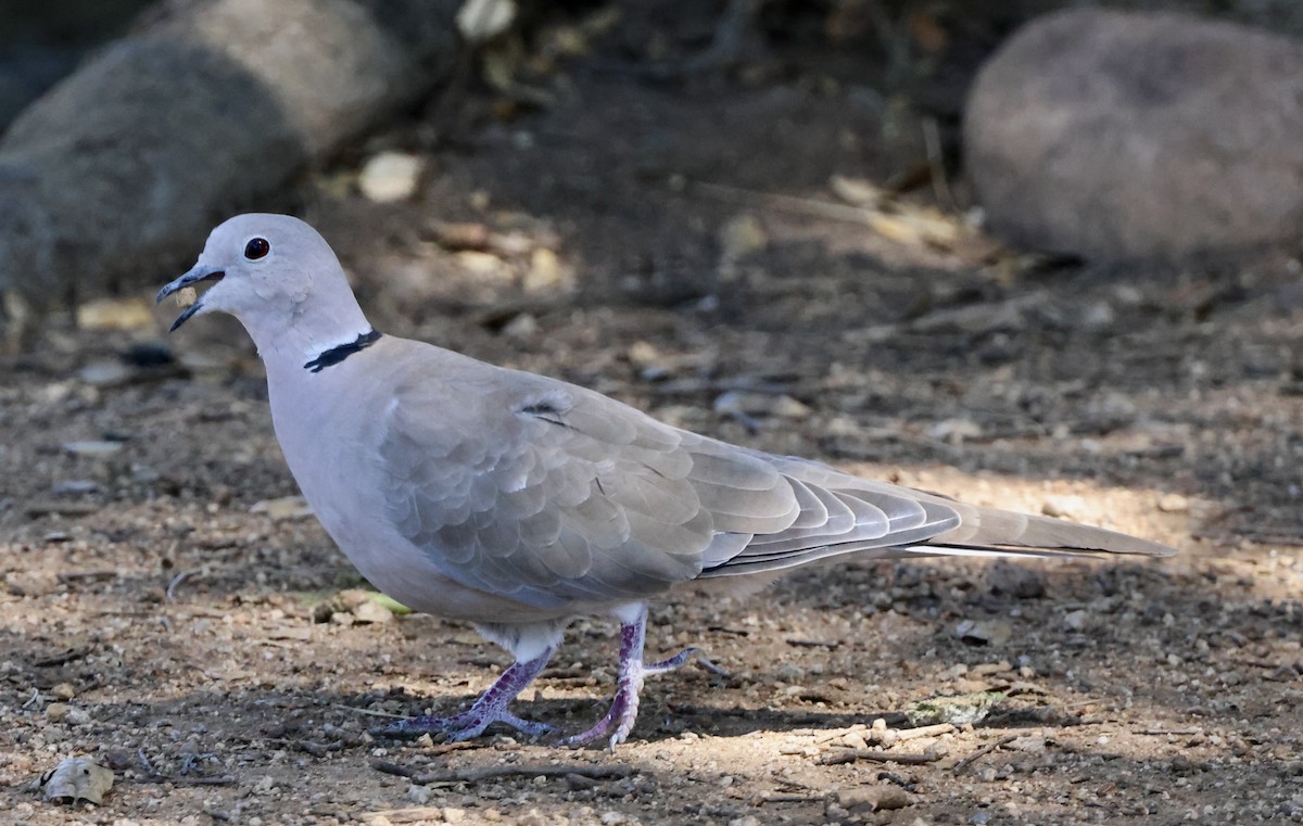 Eurasian Collared-Dove - ML642463000