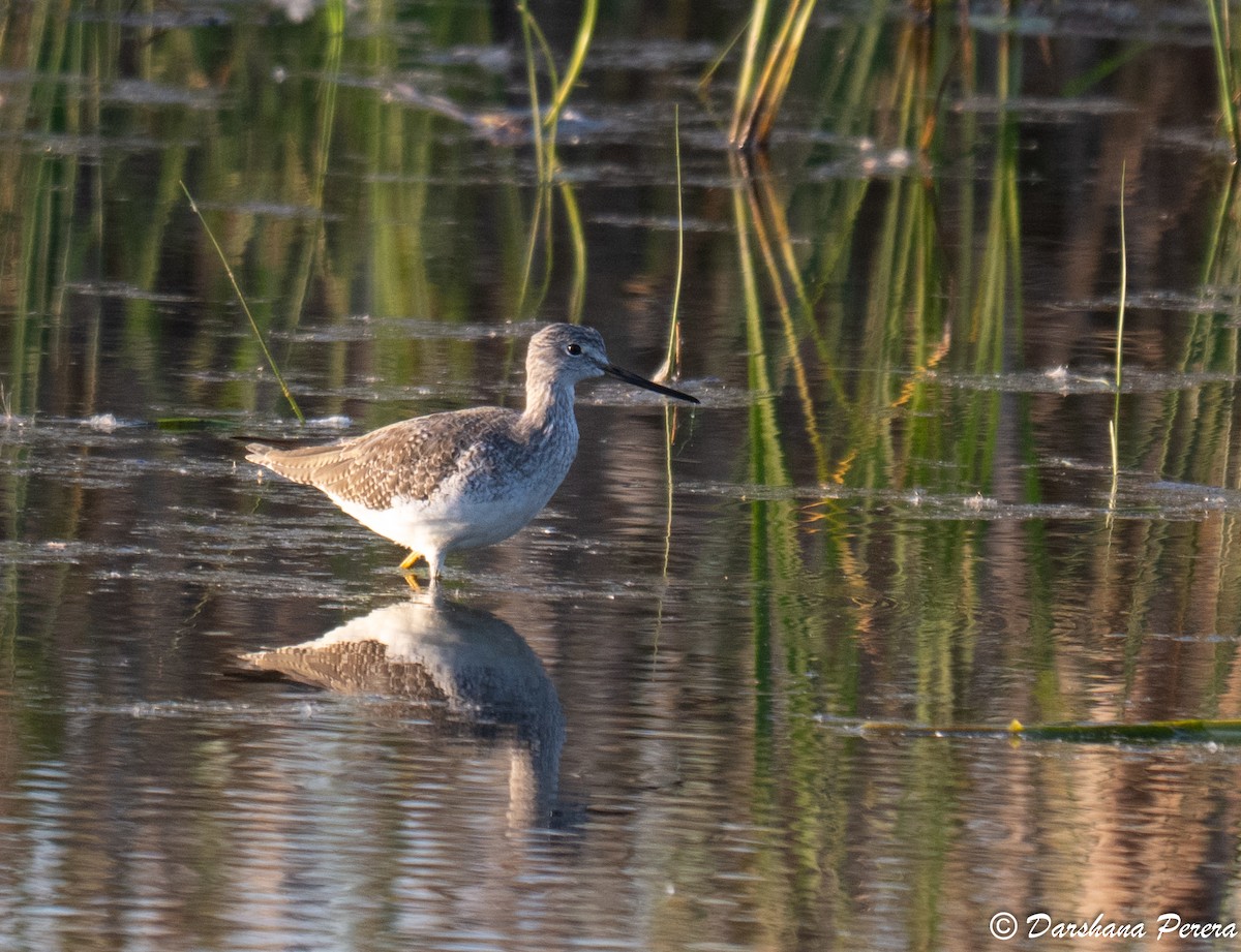 Greater Yellowlegs - ML642463002