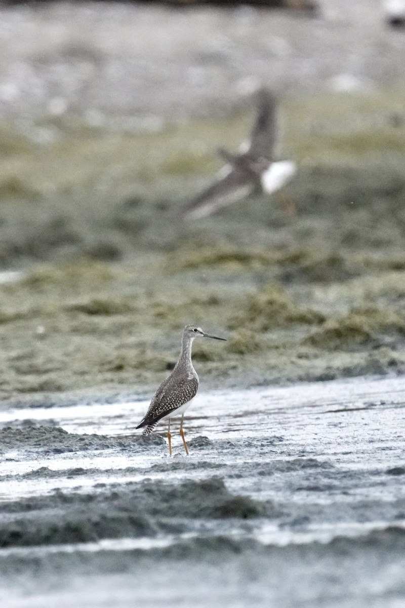 Greater Yellowlegs - ML642463003