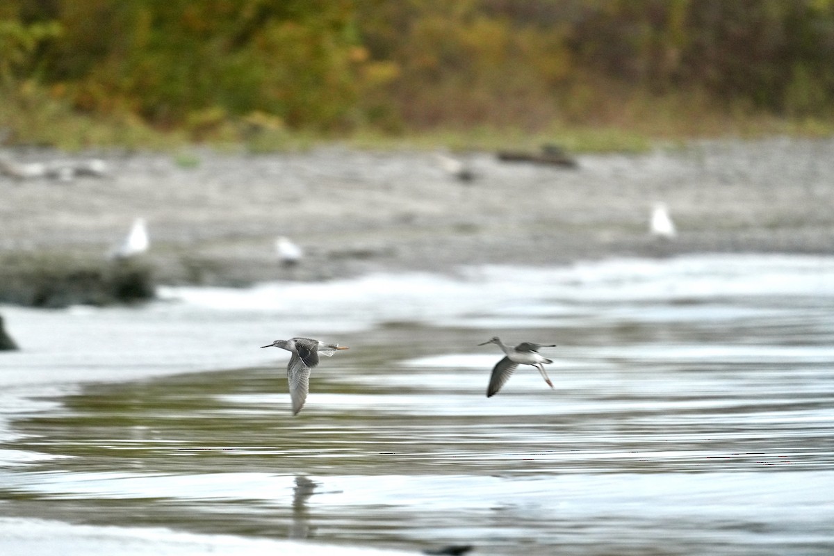 Greater Yellowlegs - ML642463004