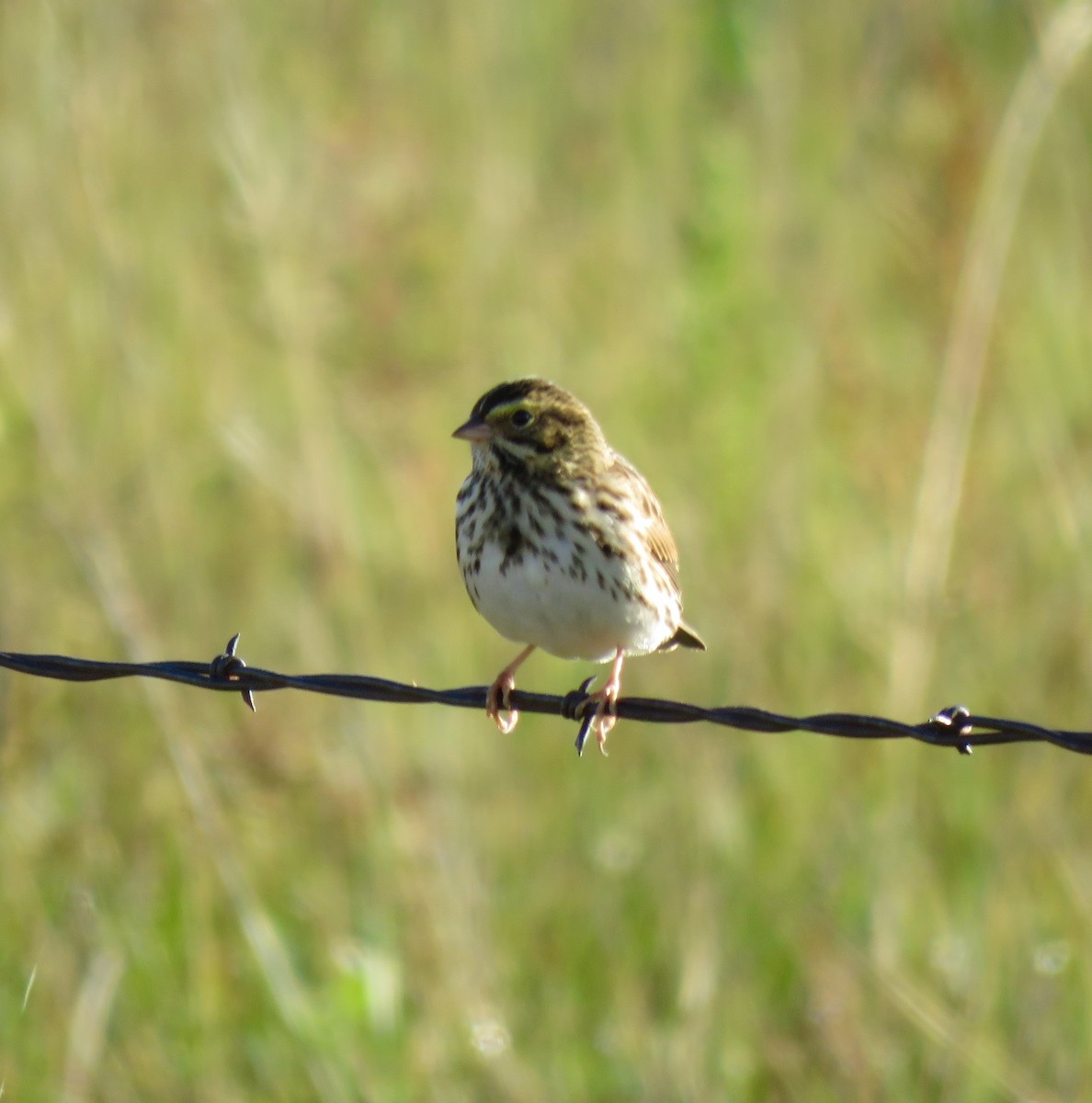 Savannah Sparrow - ML642463012