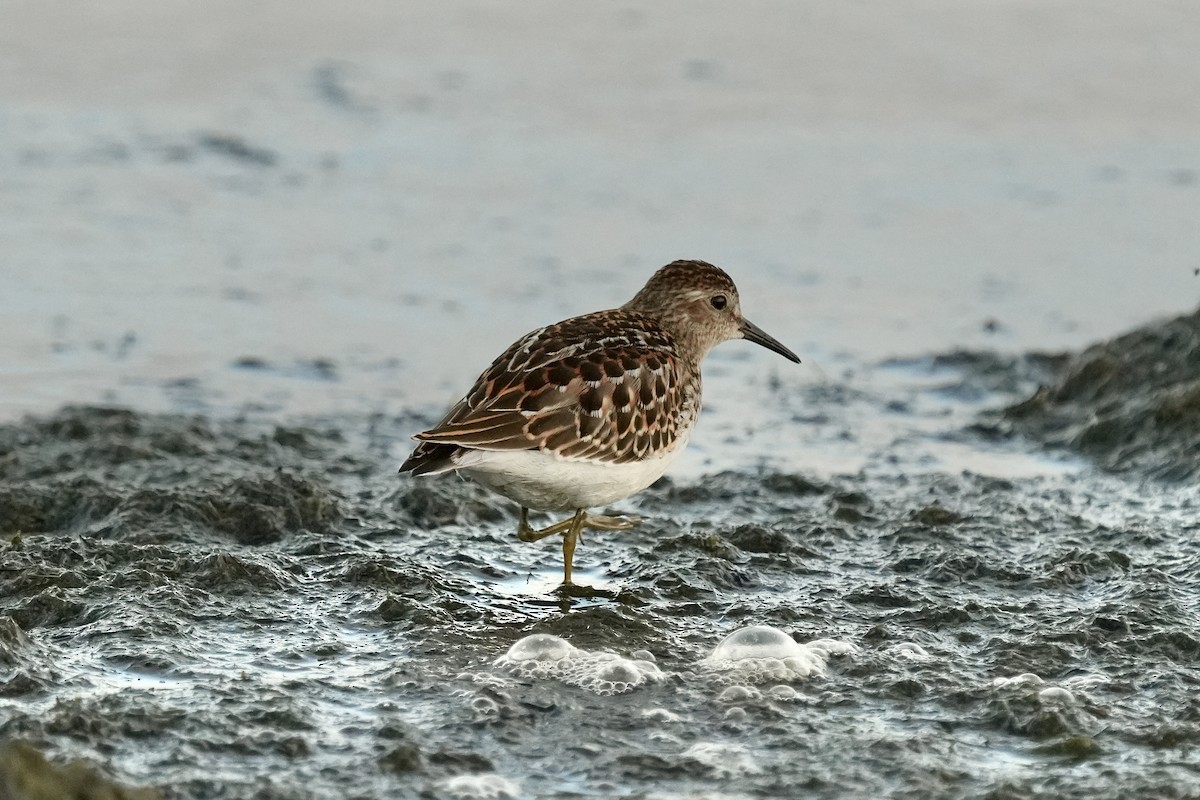 Least Sandpiper - ML642463014