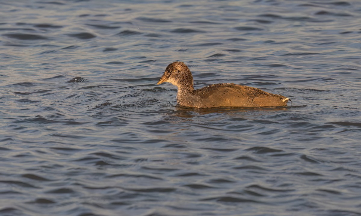 Slate-colored Coot - ML642463016