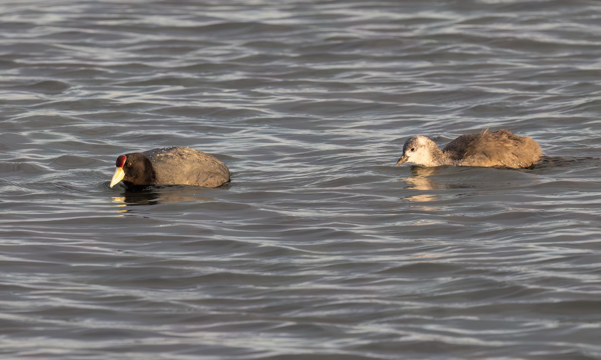 Slate-colored Coot - ML642463018