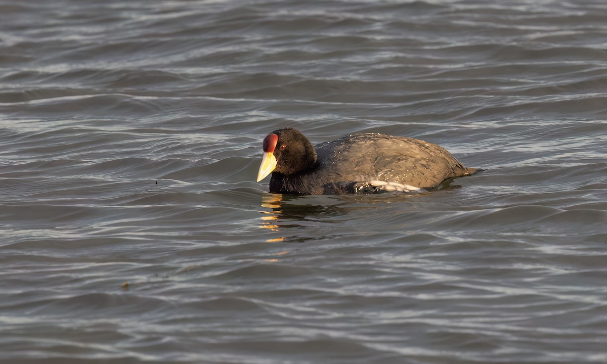 Slate-colored Coot - ML642463020