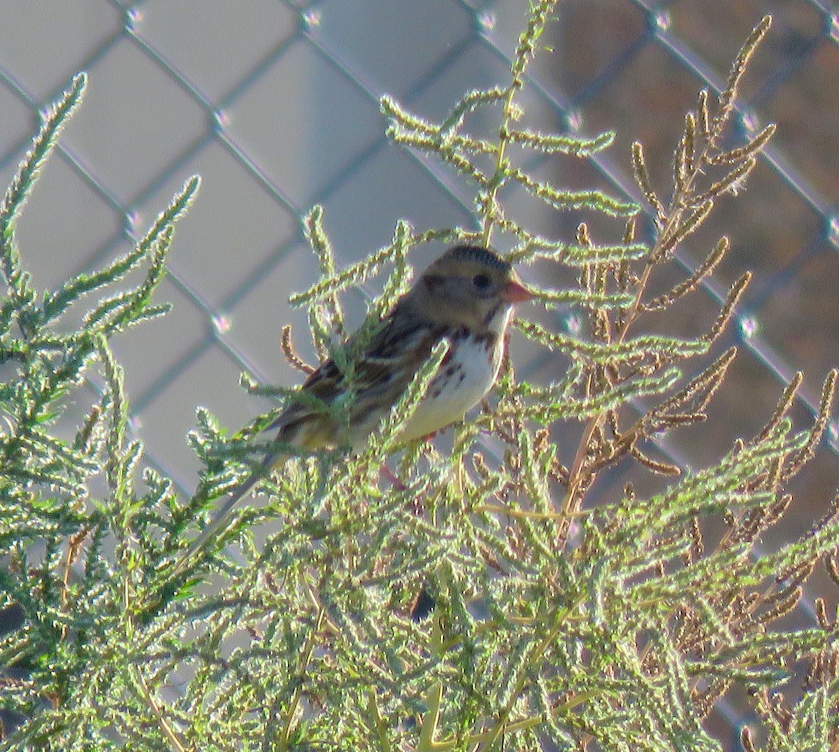 Harris's Sparrow - ML642463026