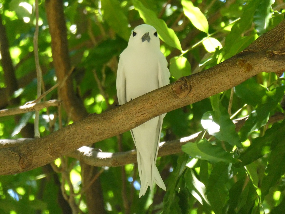 White Tern - ML642463031