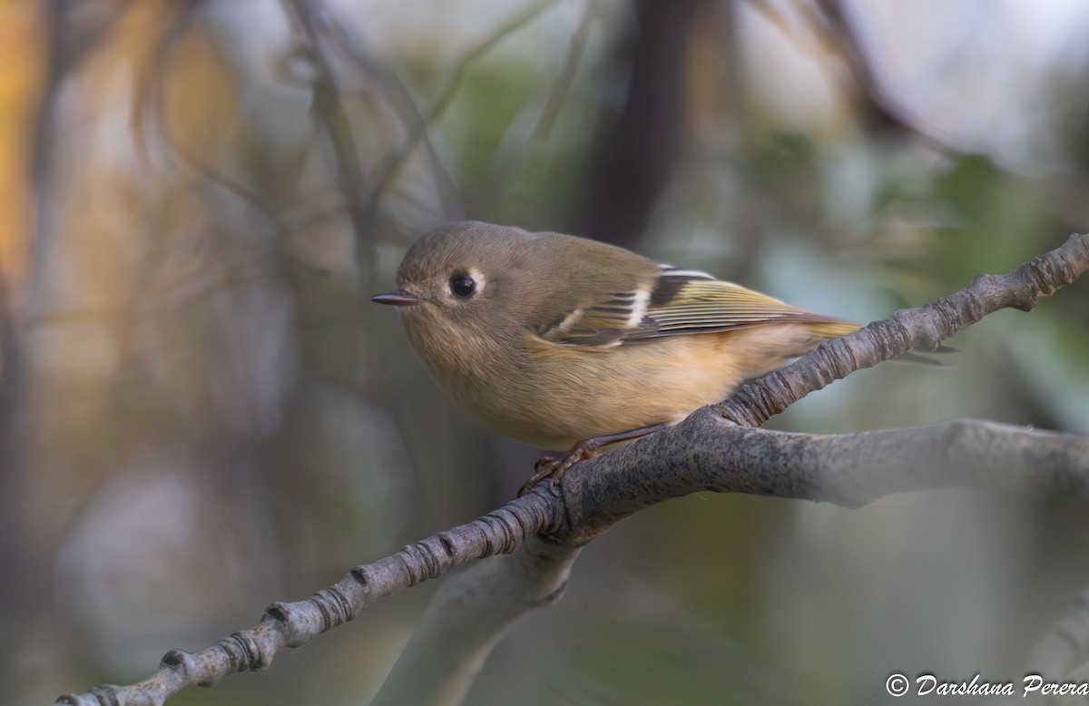 Reyezuelo Rubí - ML642463033