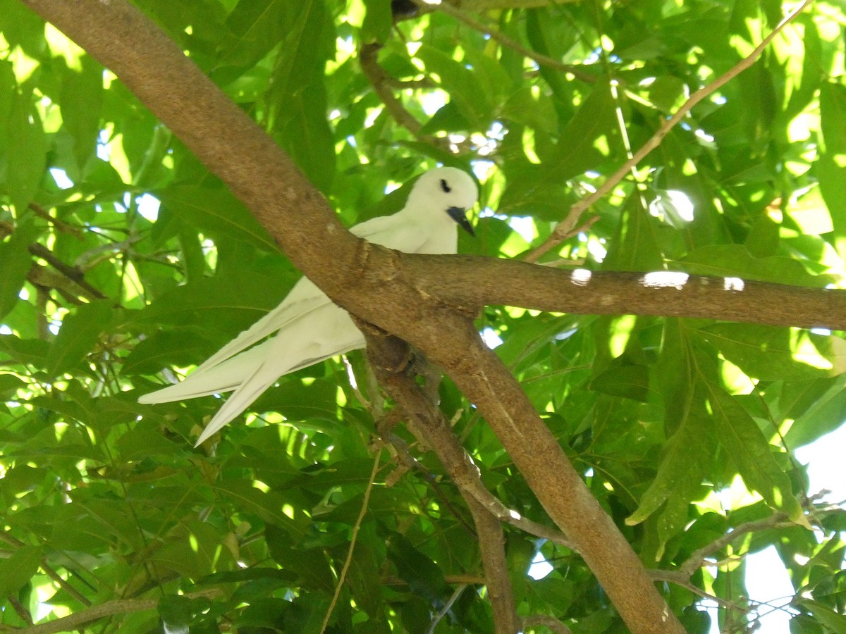 White Tern - ML642463035