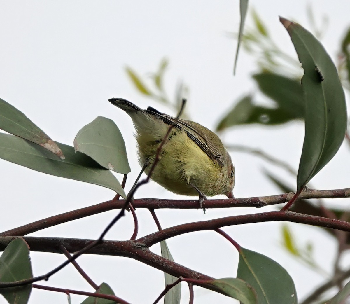 Weebill - ML642463038