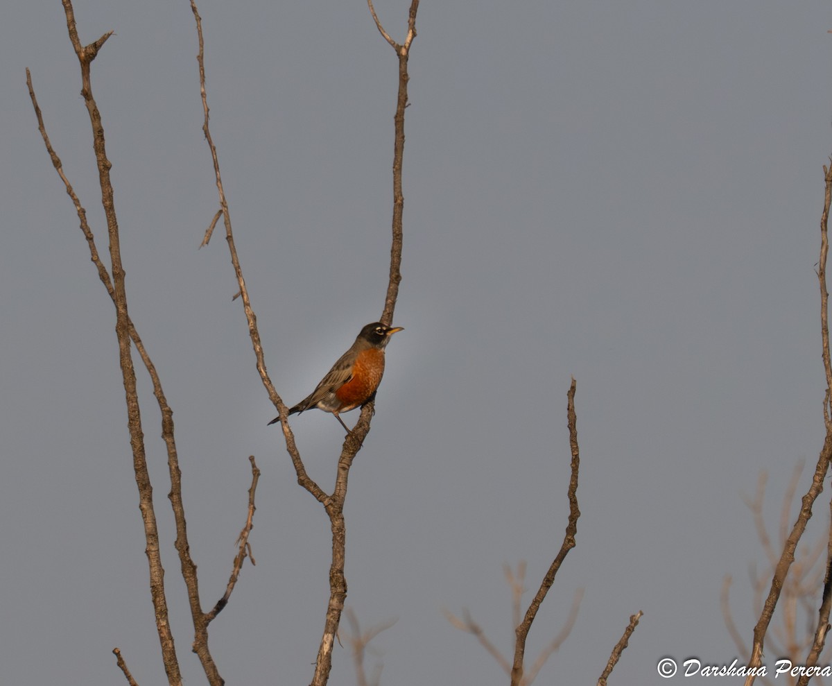 Zorzal Americano - ML642463041