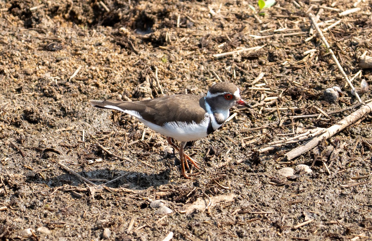 Three-banded Plover - ML642463059