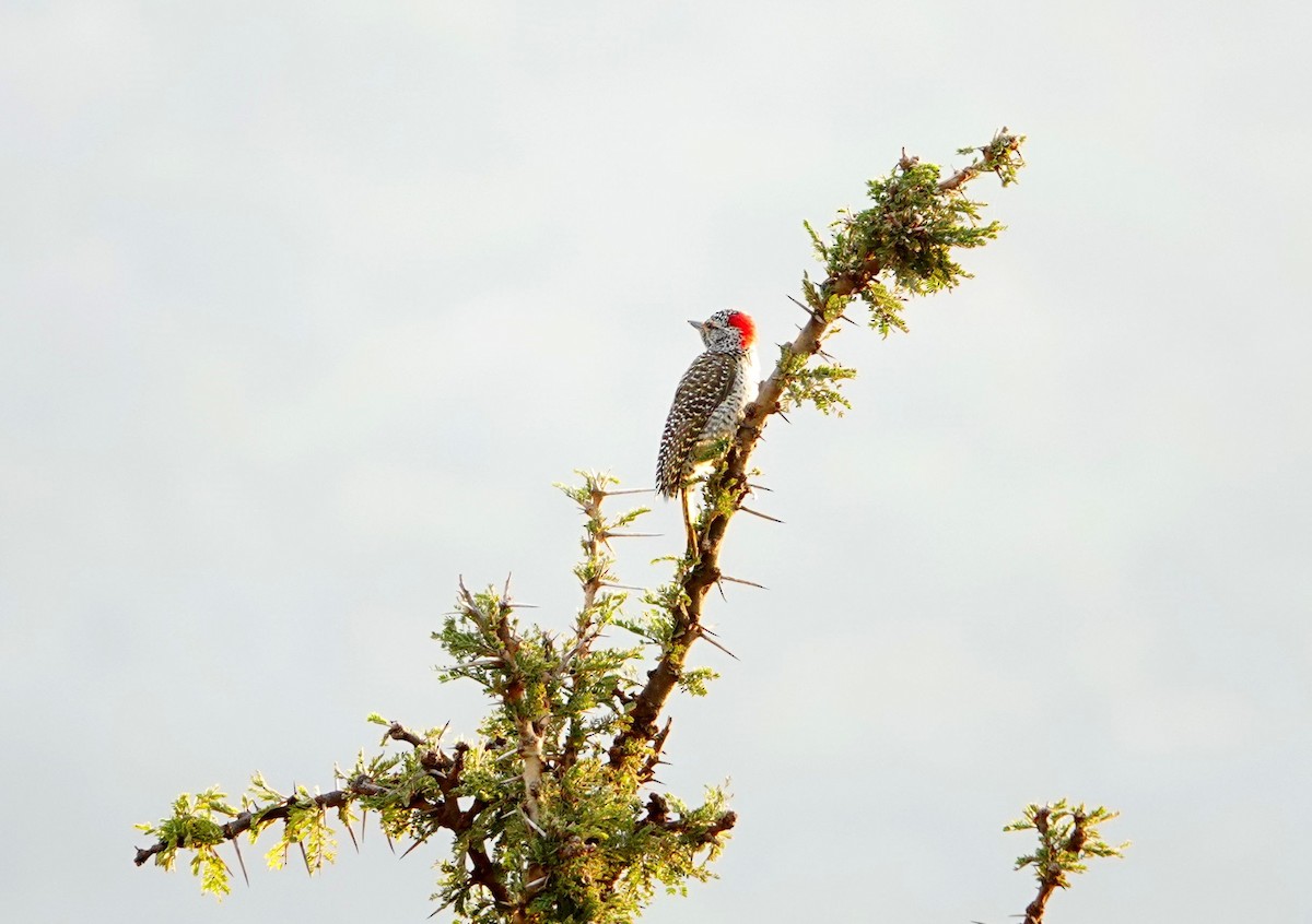 Nubian Woodpecker - ML642463085