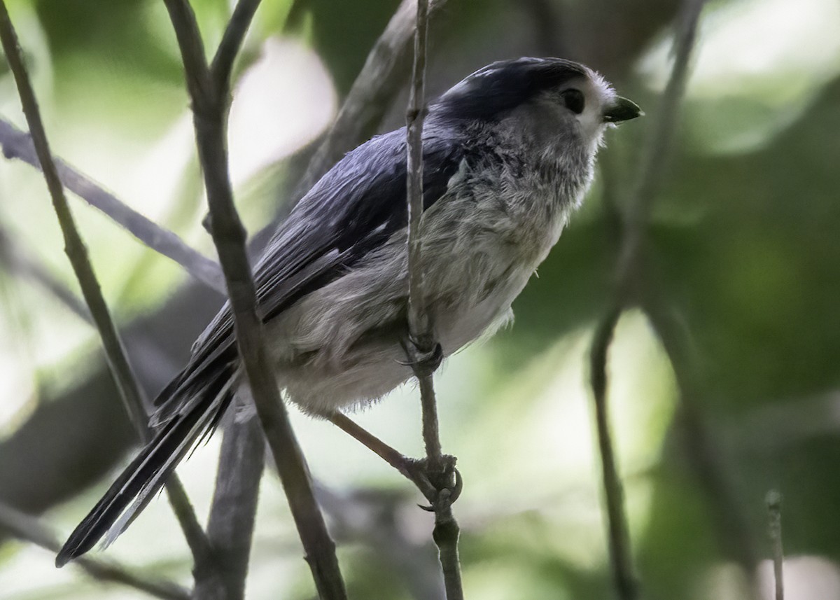Silver-throated Tit - ML642463086