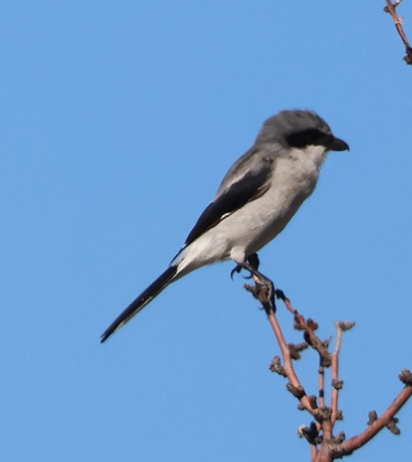 Loggerhead Shrike - ML642463096
