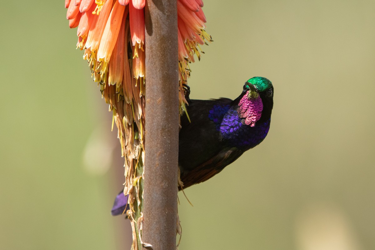 Garnet-throated Hummingbird - ML642463097