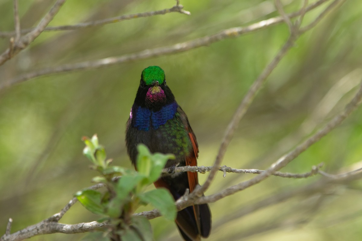 Garnet-throated Hummingbird - ML642463098