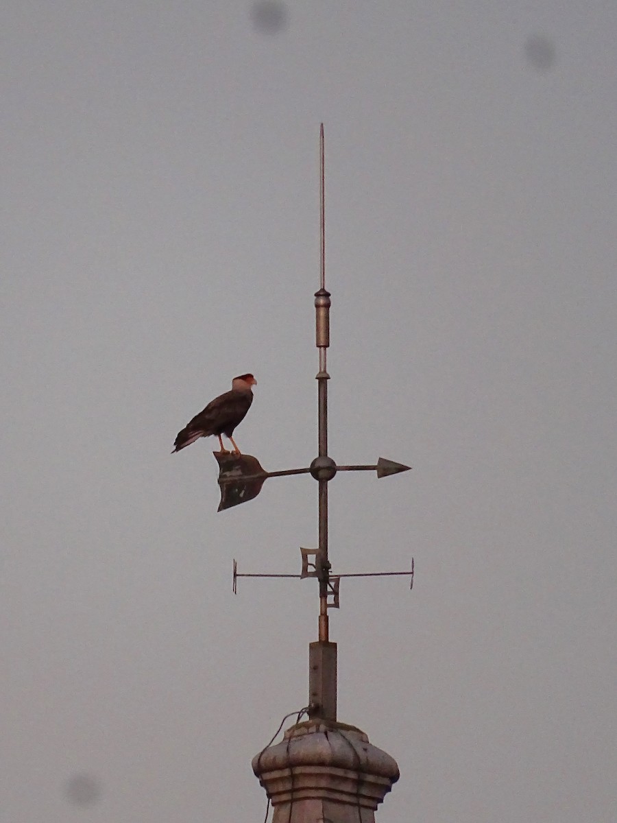 Crested Caracara - ML642463114