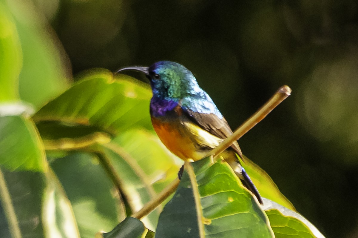 Northern Double-collared Sunbird - ML642463118