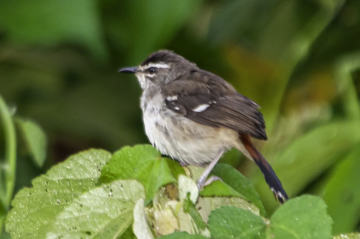 White-browed Scrub-Robin - ML642463127