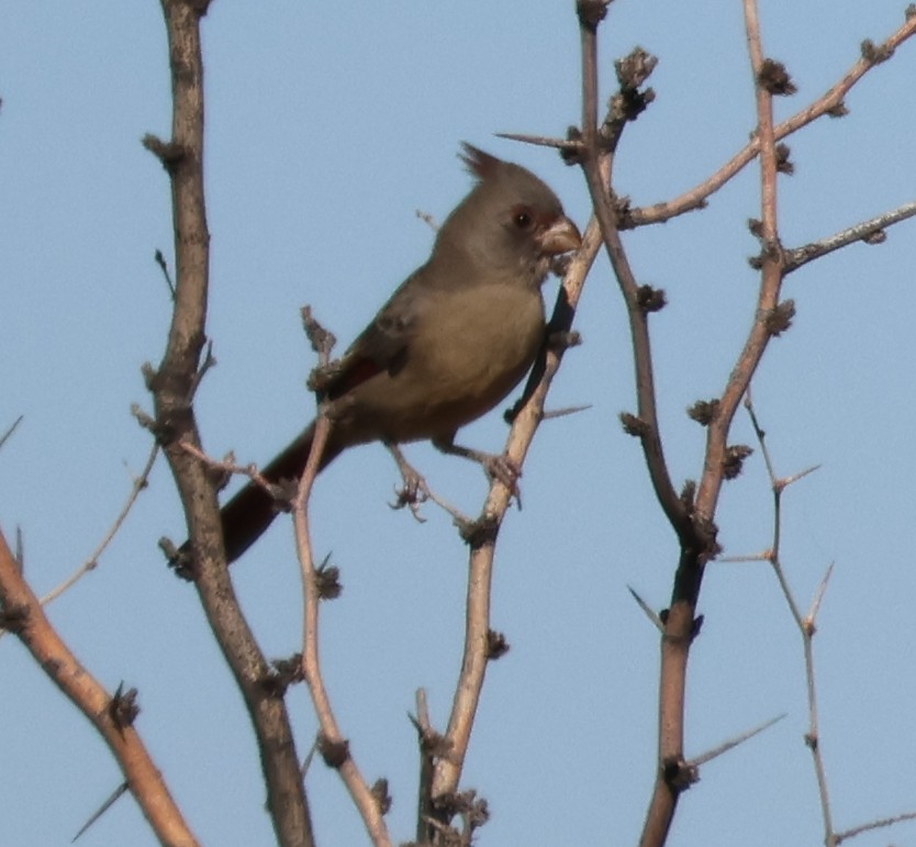 ムネアカコウカンチョウ - ML642463130