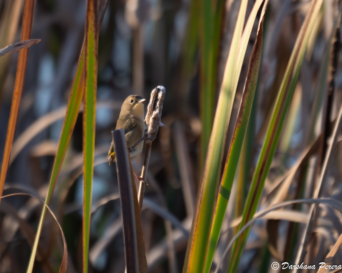 Mascarita Común - ML642463159