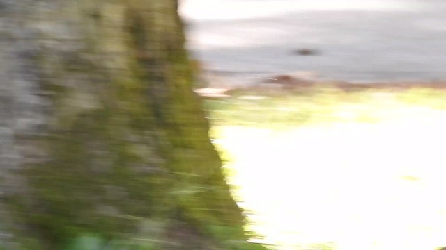 Northern Flicker - ML642463219