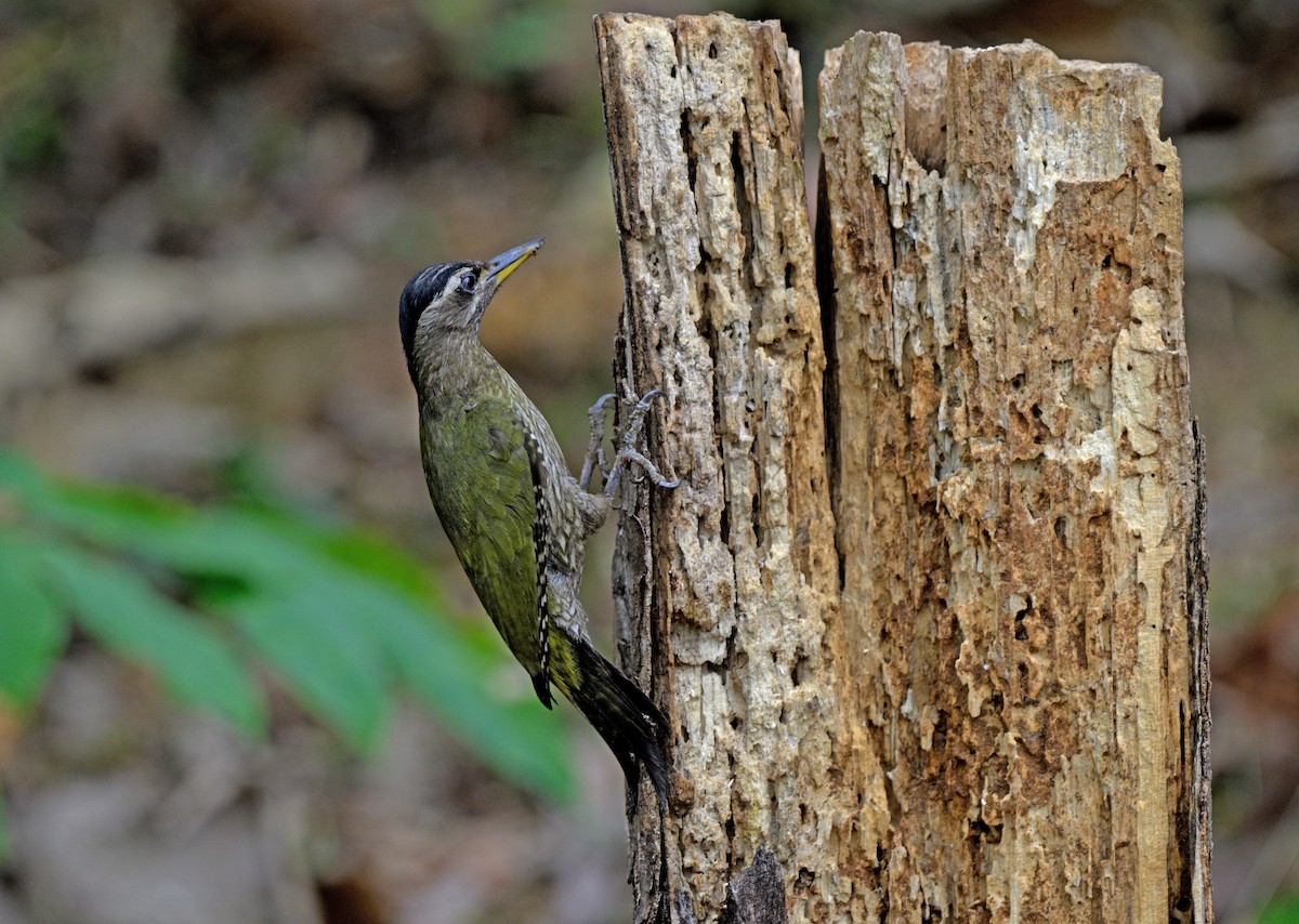 Streak-throated Woodpecker - ML642463238