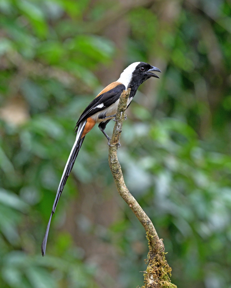 White-bellied Treepie - ML642463253