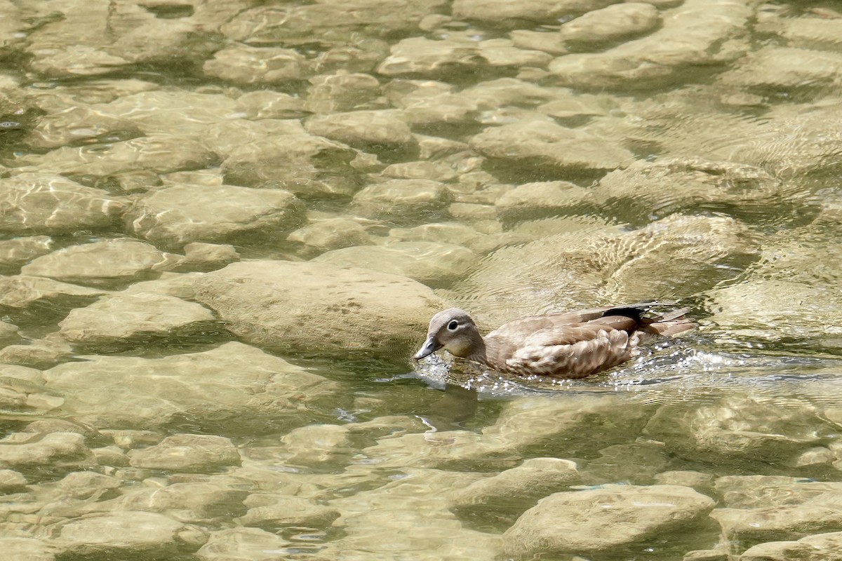 Mandarin Duck - ML642463300