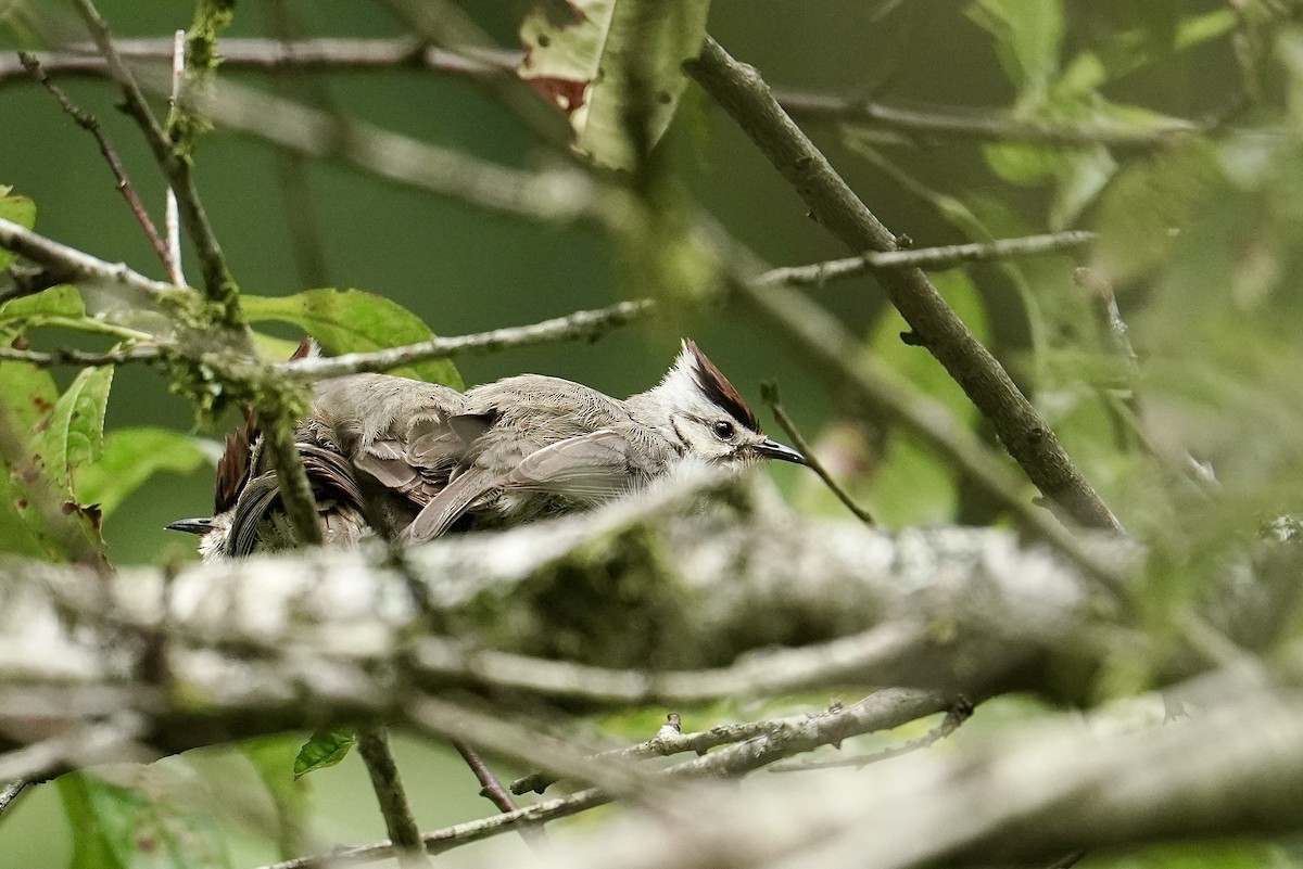 Taiwan Yuhina - ML642463321