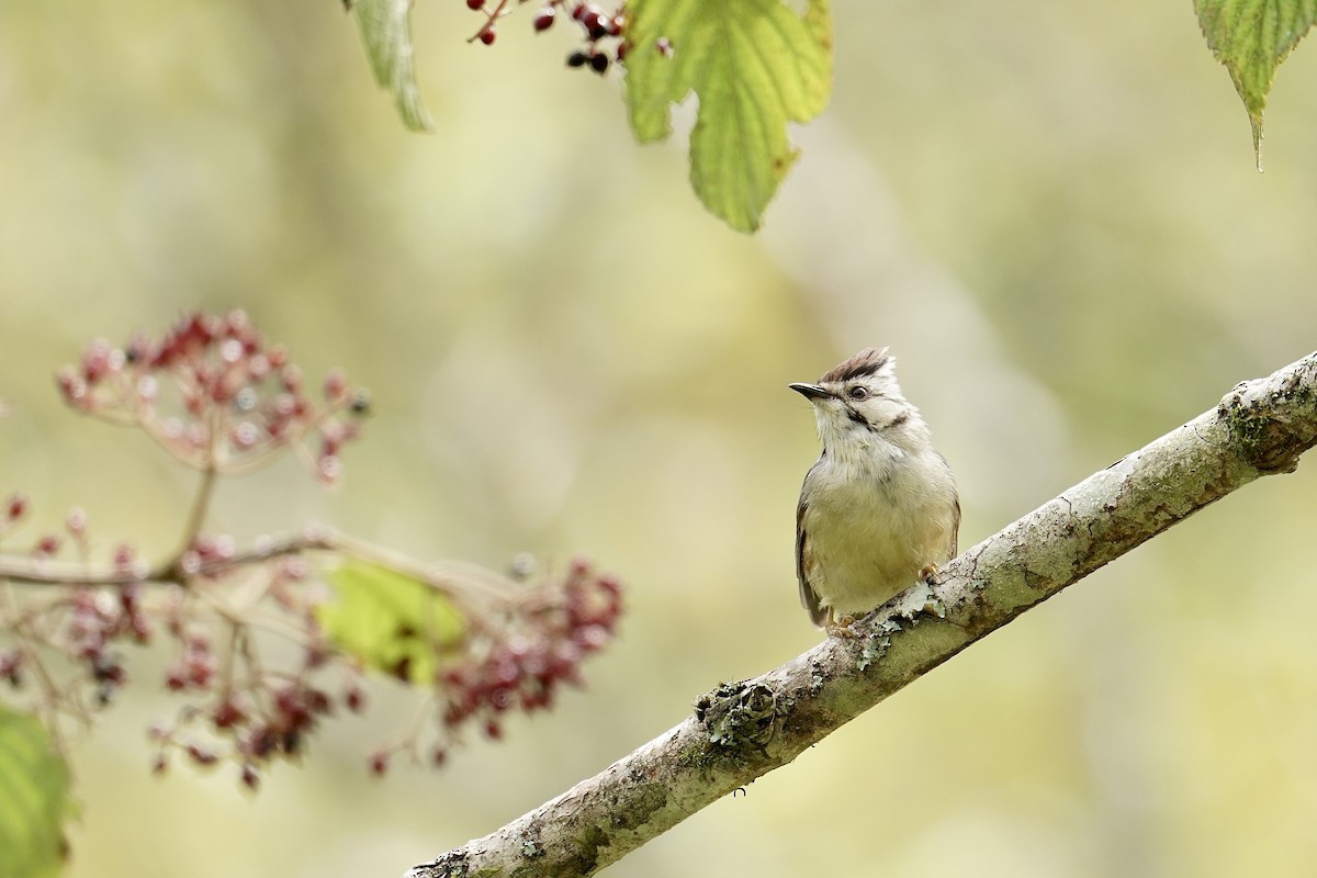 Taiwan Yuhina - ML642463322