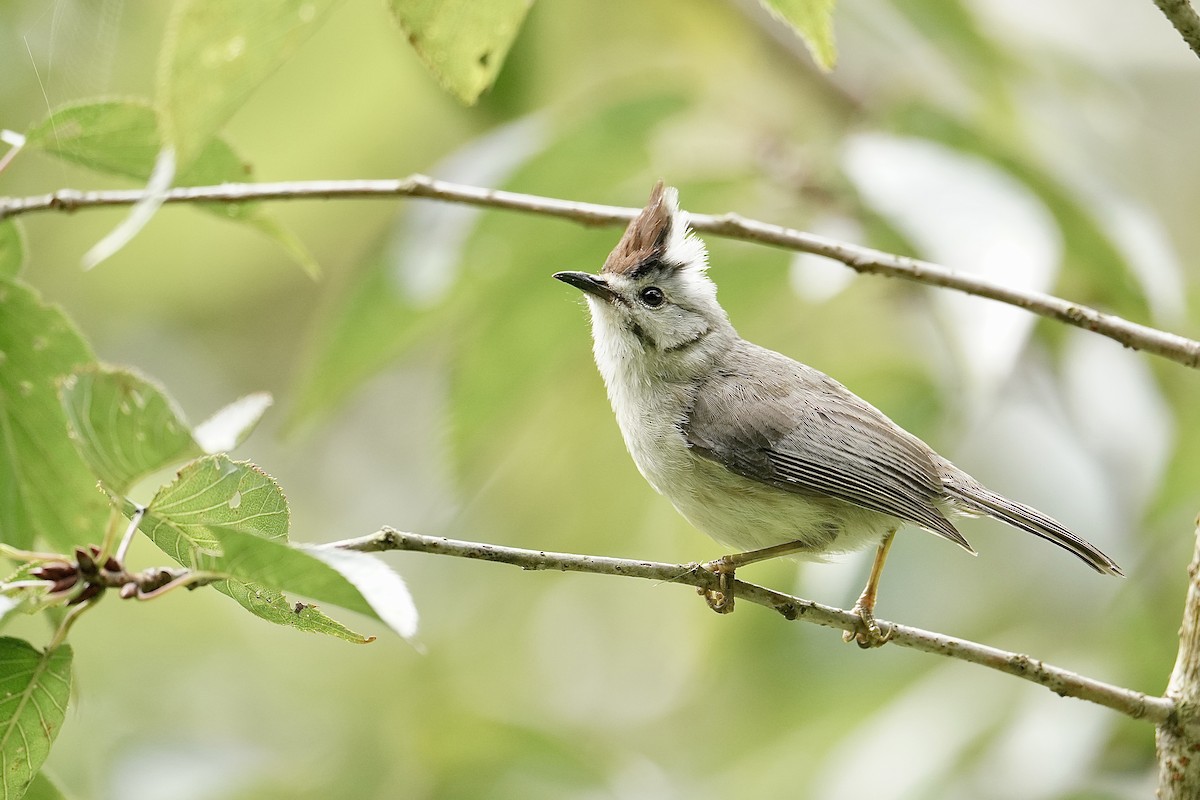 Taiwan Yuhina - ML642463323