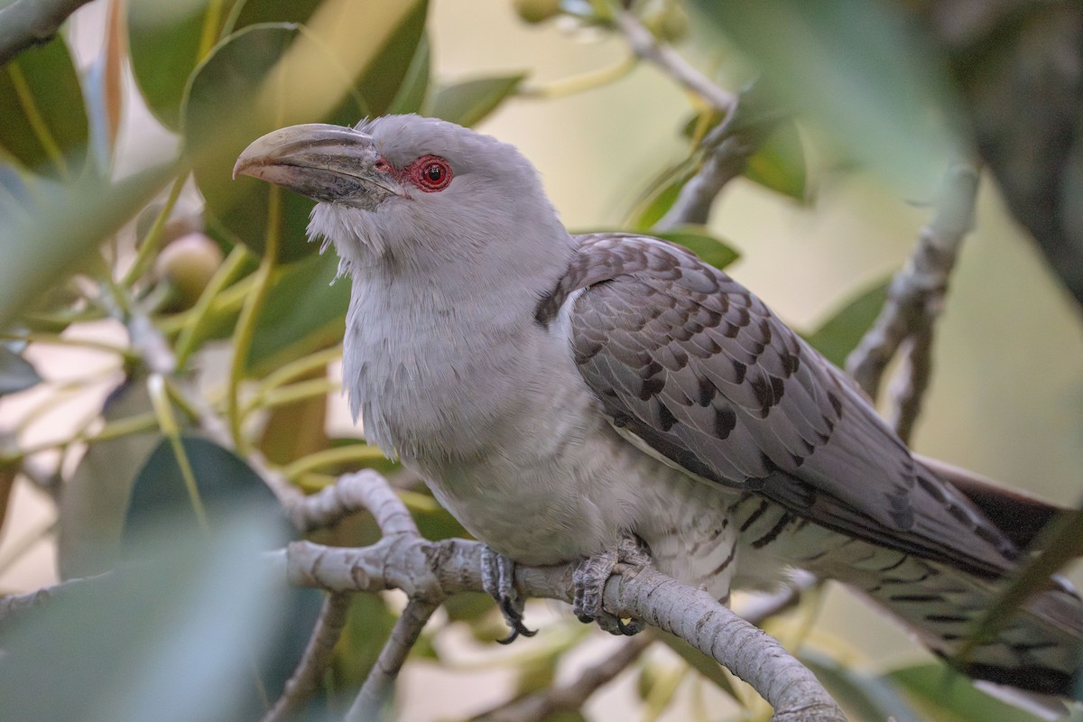 Channel-billed Cuckoo - ML642463364