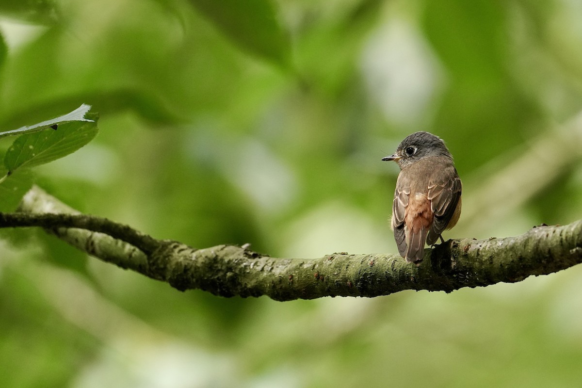 Ferruginous Flycatcher - ML642463407