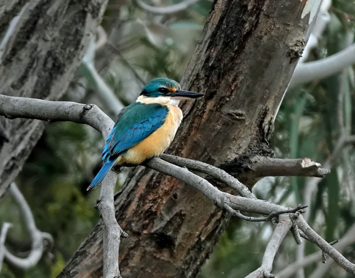 ヒジリショウビン - ML642463431