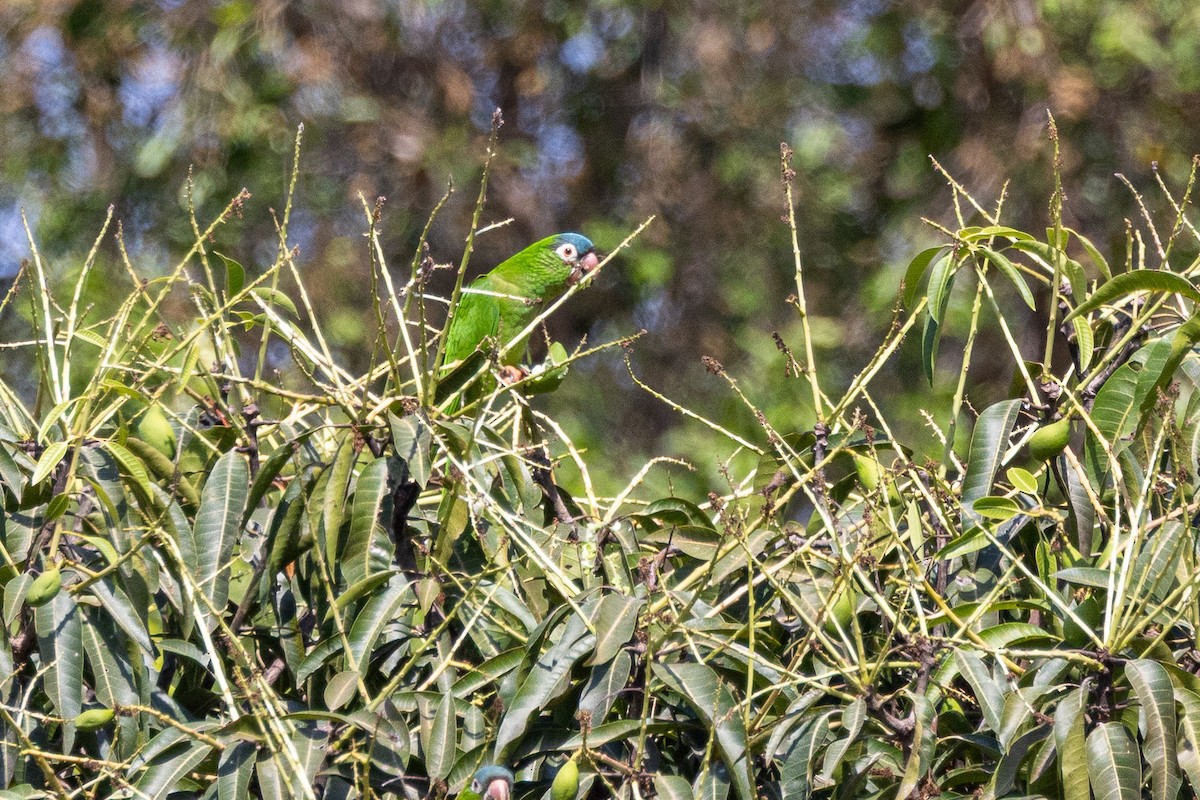 Blue-crowned Parakeet - ML642463437