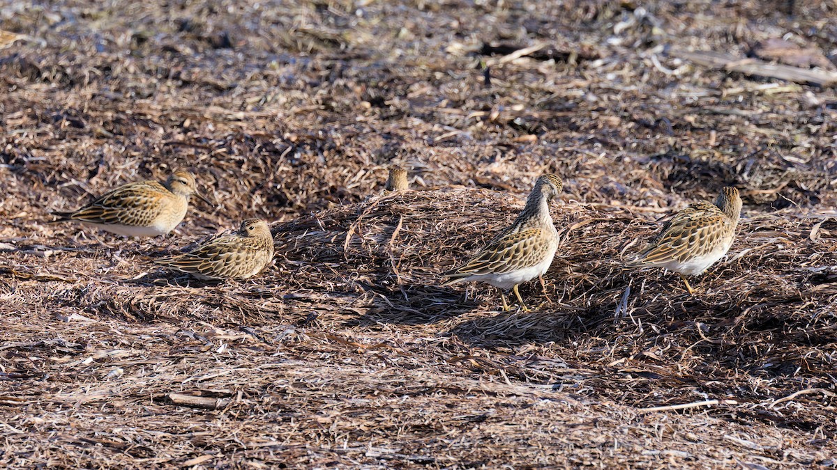 Pectoral Sandpiper - ML642463442