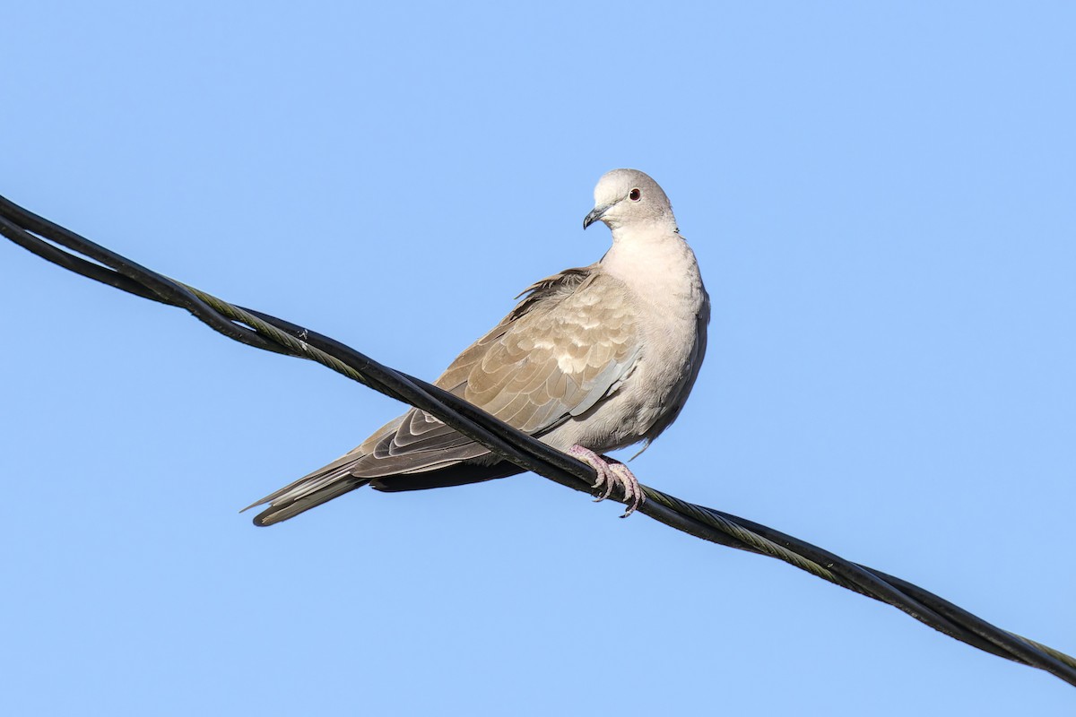 Eurasian Collared-Dove - ML642463451