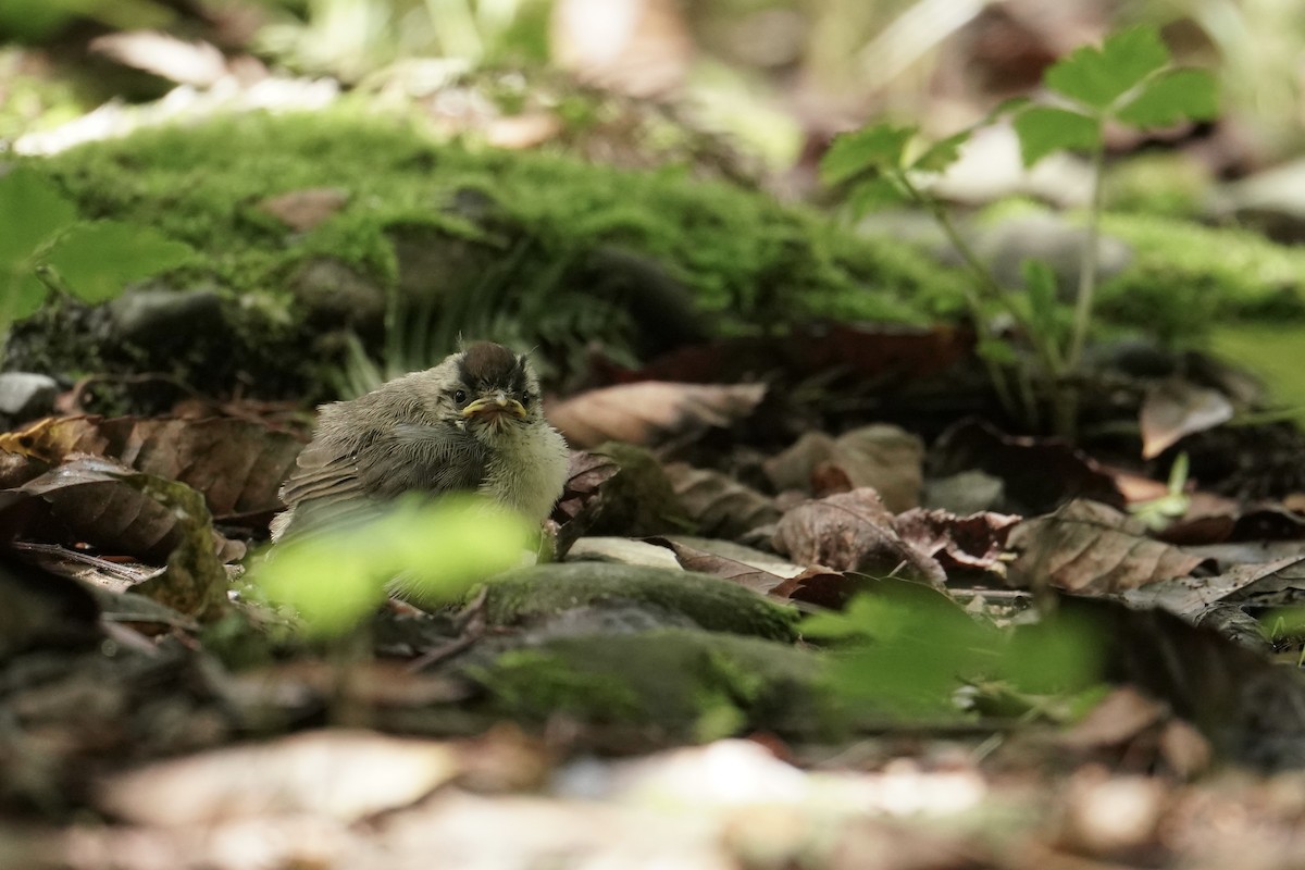 Taiwan Yuhina - ML642463455