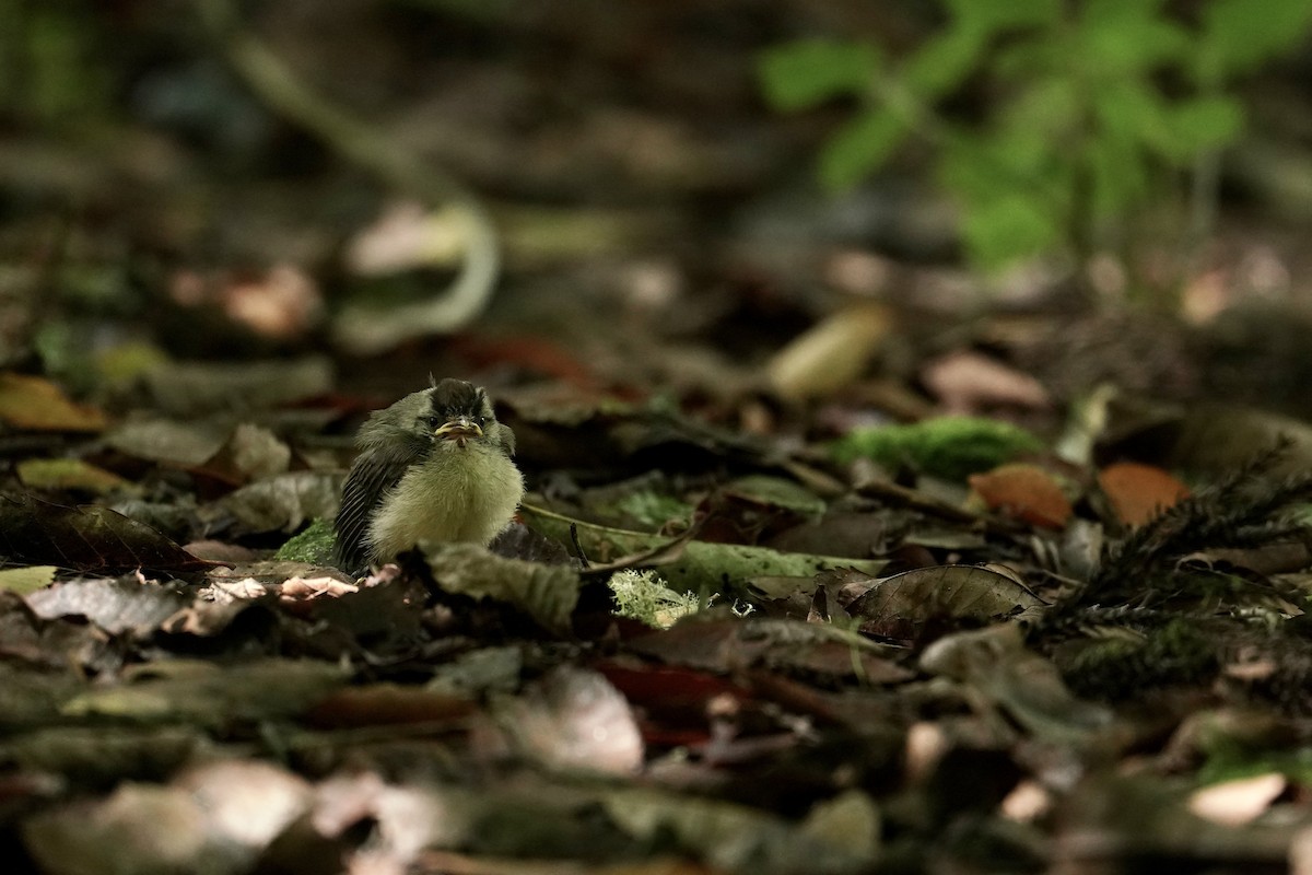 Taiwan Yuhina - ML642463456